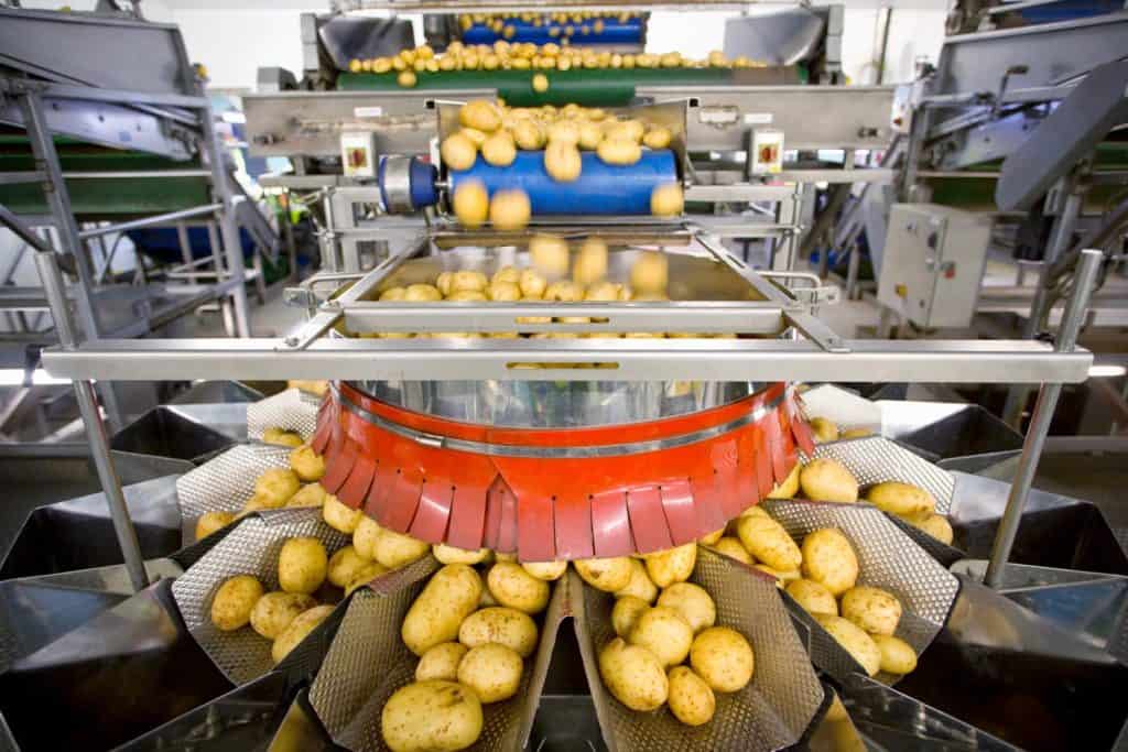 Potato sorting machine on production line in the food processing plant