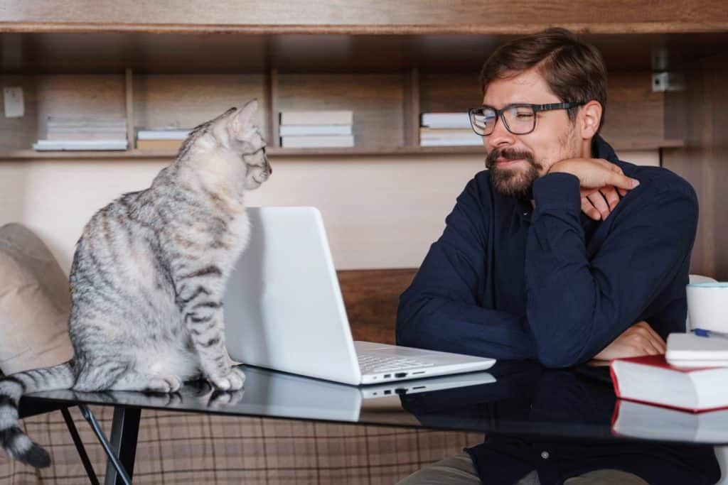 Young bearded businessman sits in home office at table and uses laptop, next sits gray cat. On table is smartphone, paper, books , cup of coffee. Working home concept during quarantine